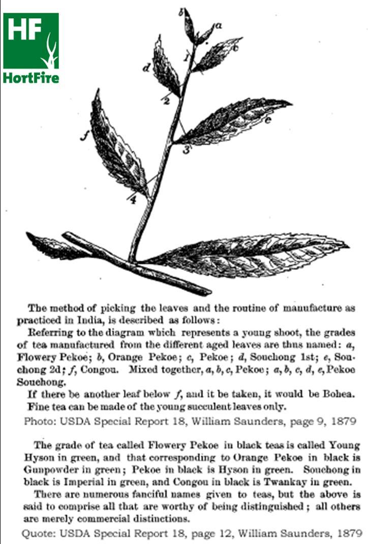 Tea leaf grades composite