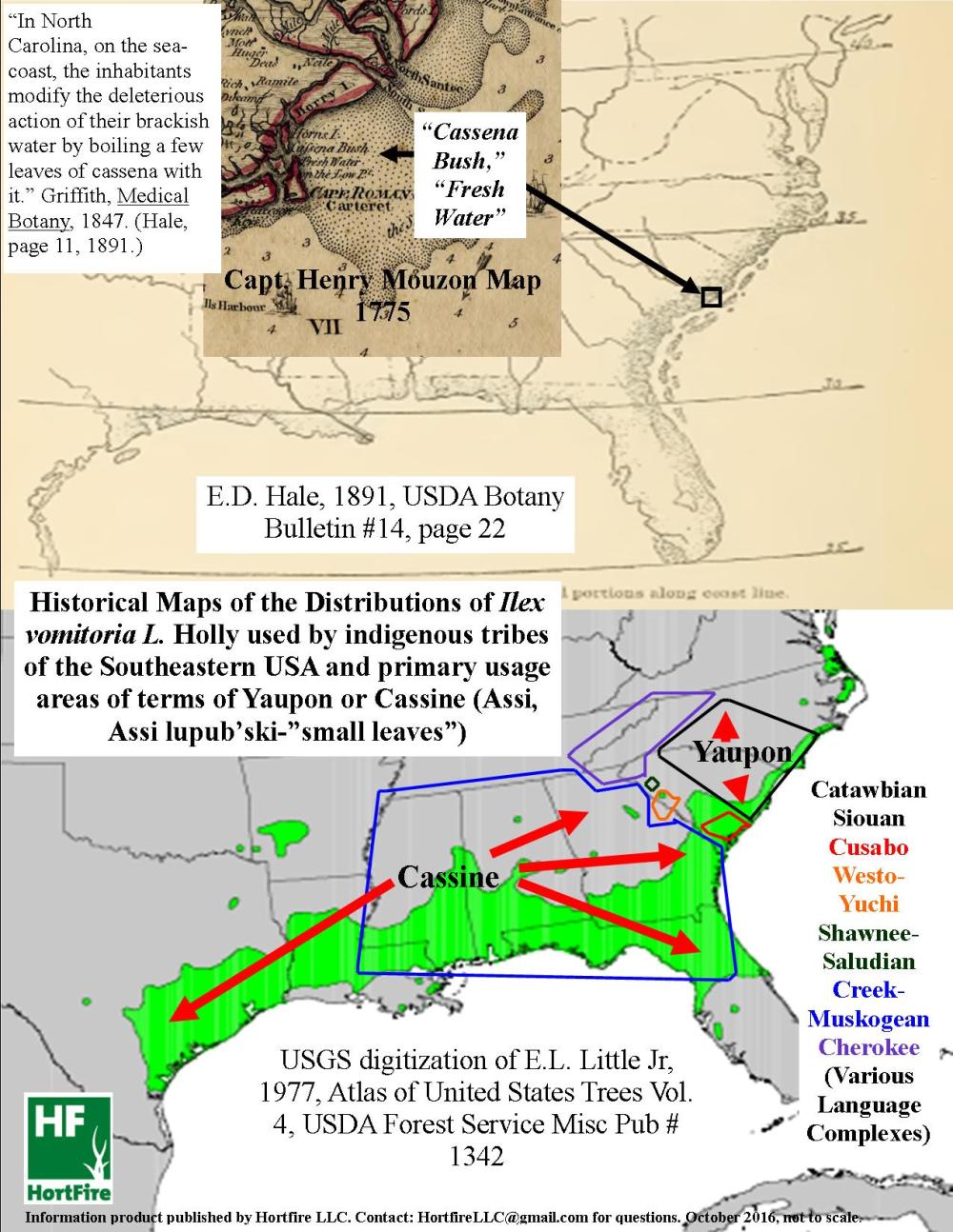 cassineyaupongraphic1