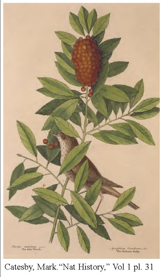 catesby-vol-1-plate-31_dahoon-holly