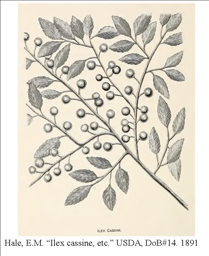 ilex-cassine-1891-usda