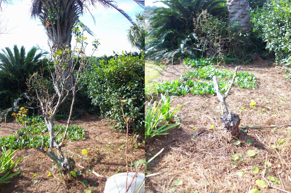 hybird-tea-rose-pruning