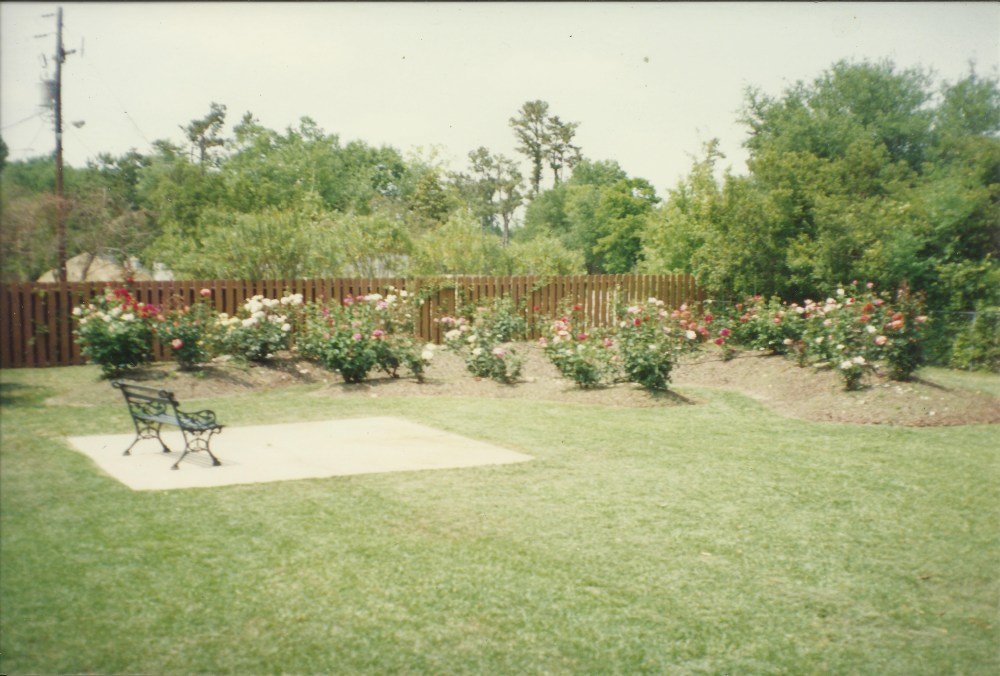 rose-garden-blooming