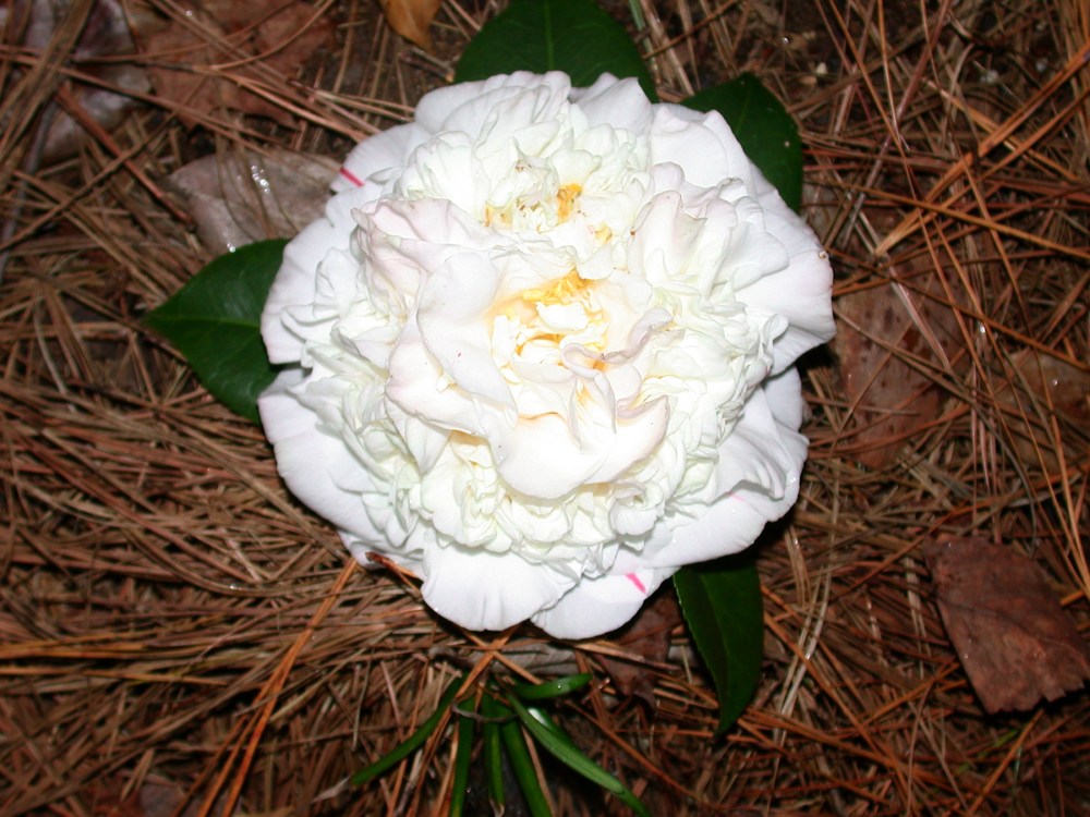 Camellia japonica shrub flower Racheral Tarpy