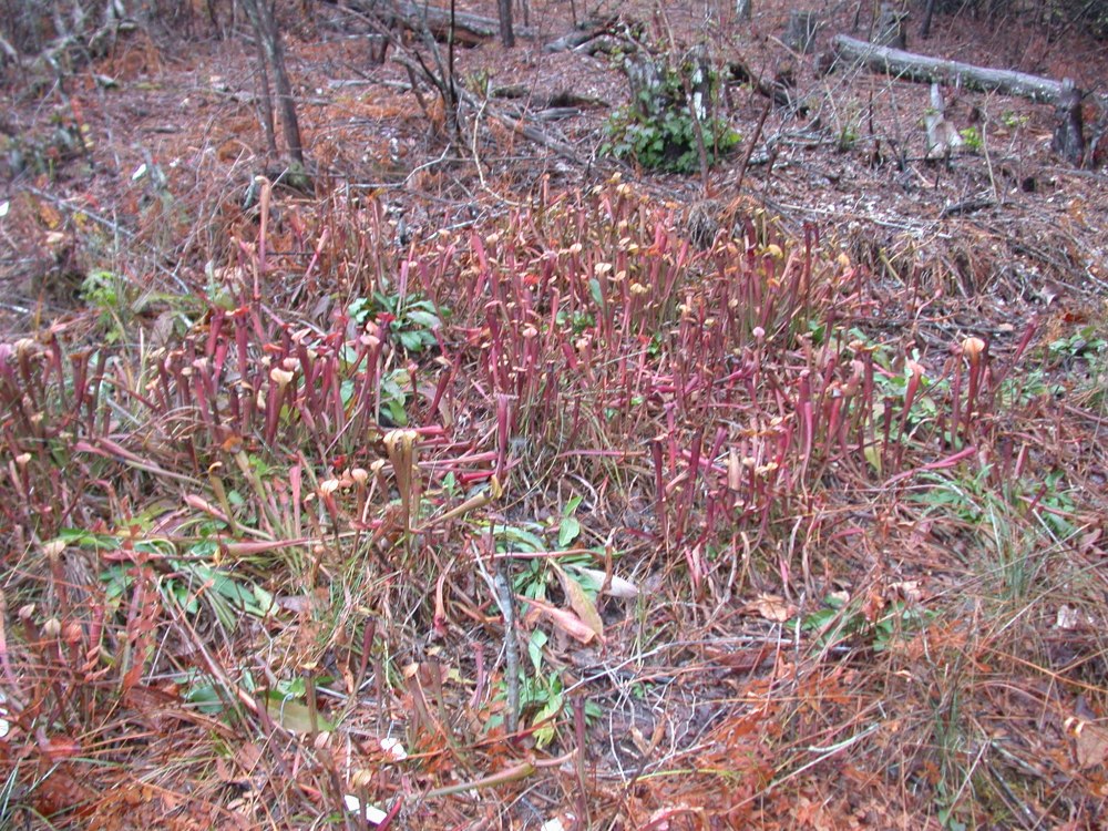 Mountain Sweet Pitcher Plant grouping