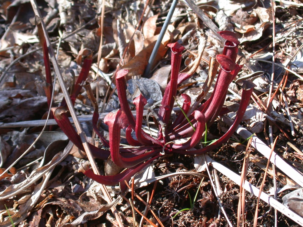 Mountain Sweet Pitcher Plant
