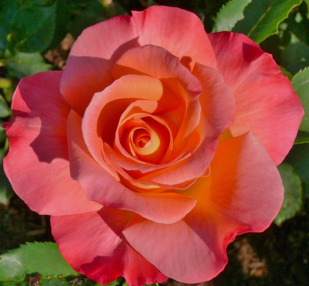 Class-11-1_4th-Place-Disneyland-Terry-Glickman