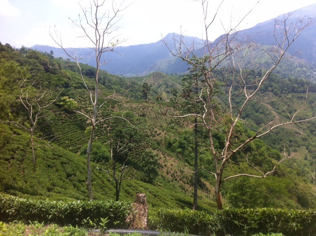 Rohini estate AV2 block 10 field