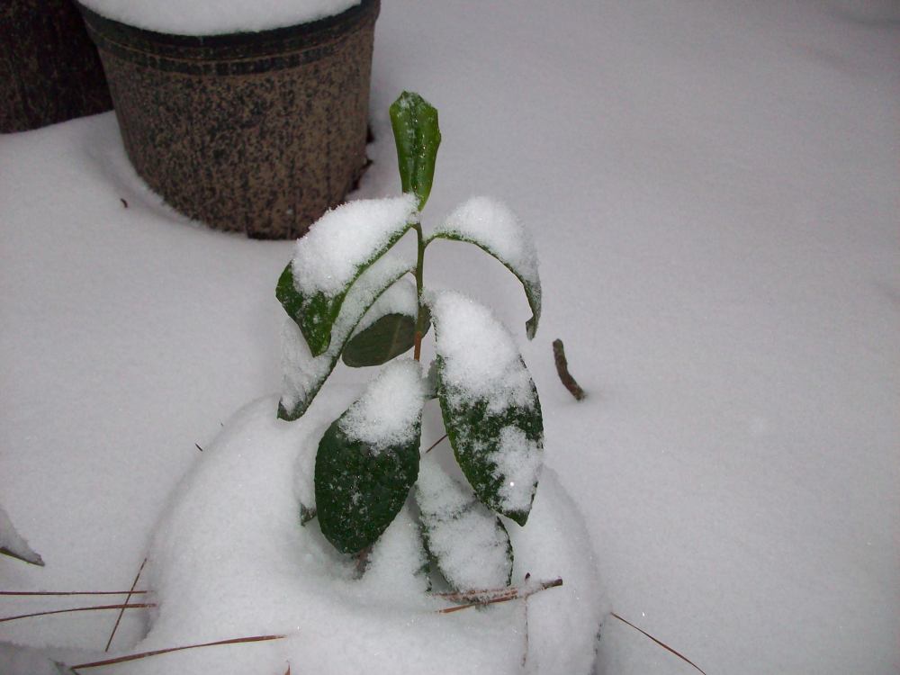 tea liner snow covered