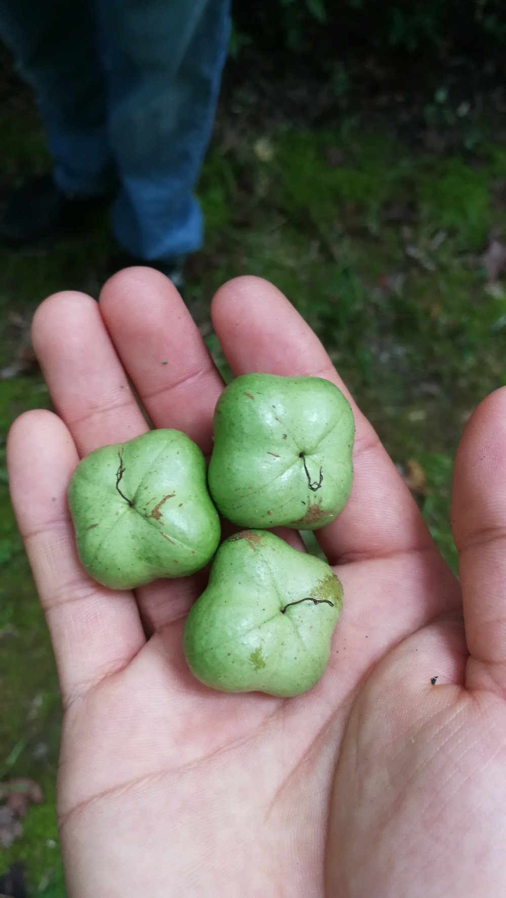 four podded tea seeds