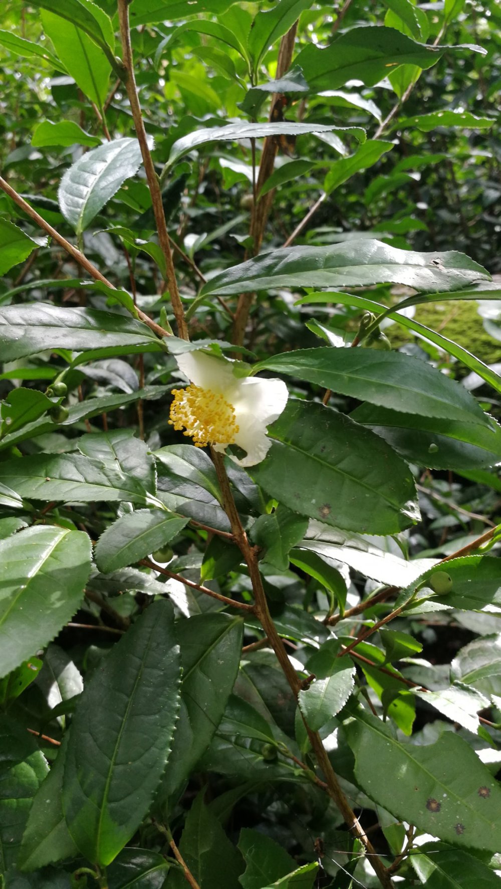 zhilong flower