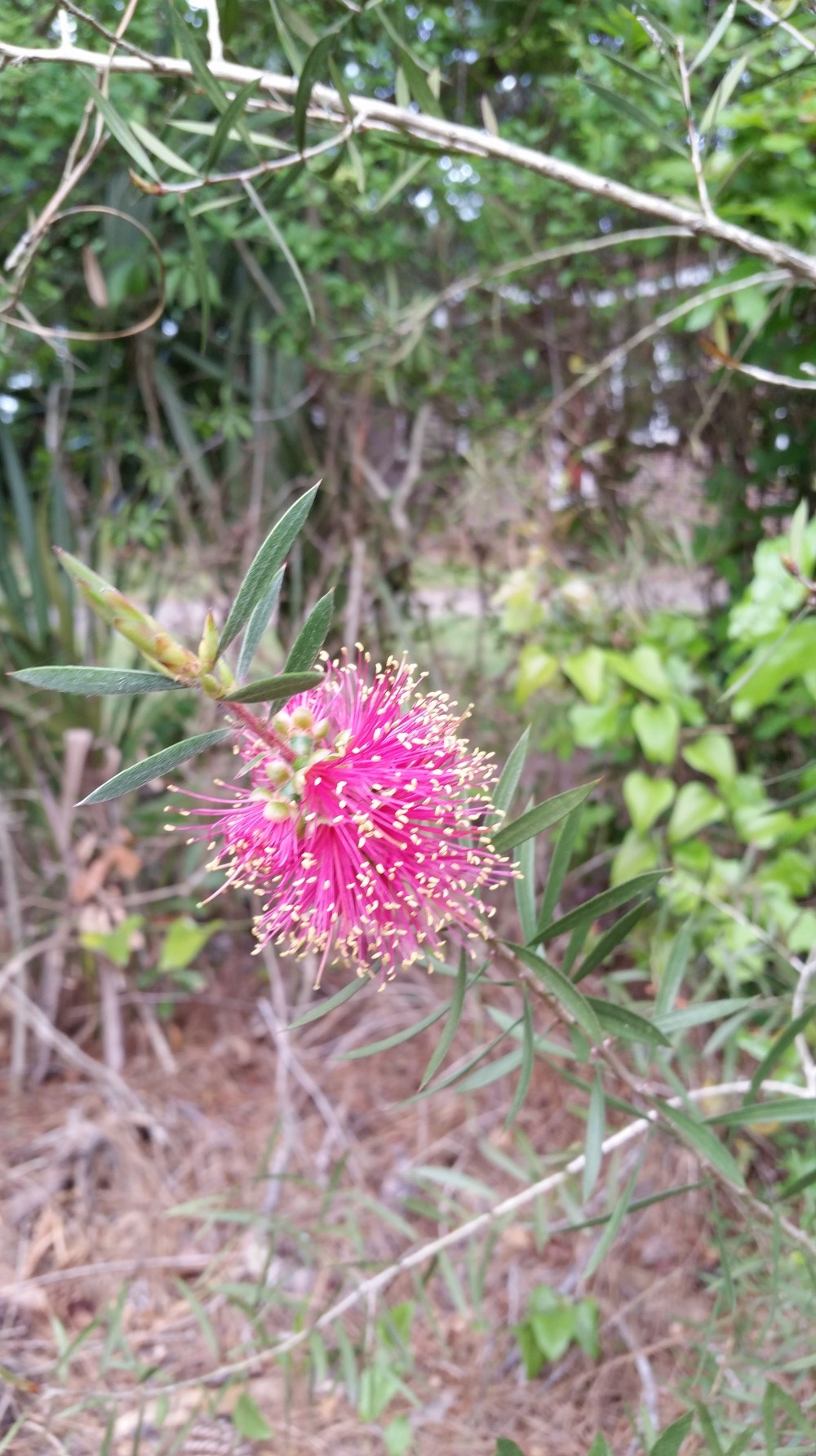 vada rose pink bottlebrush