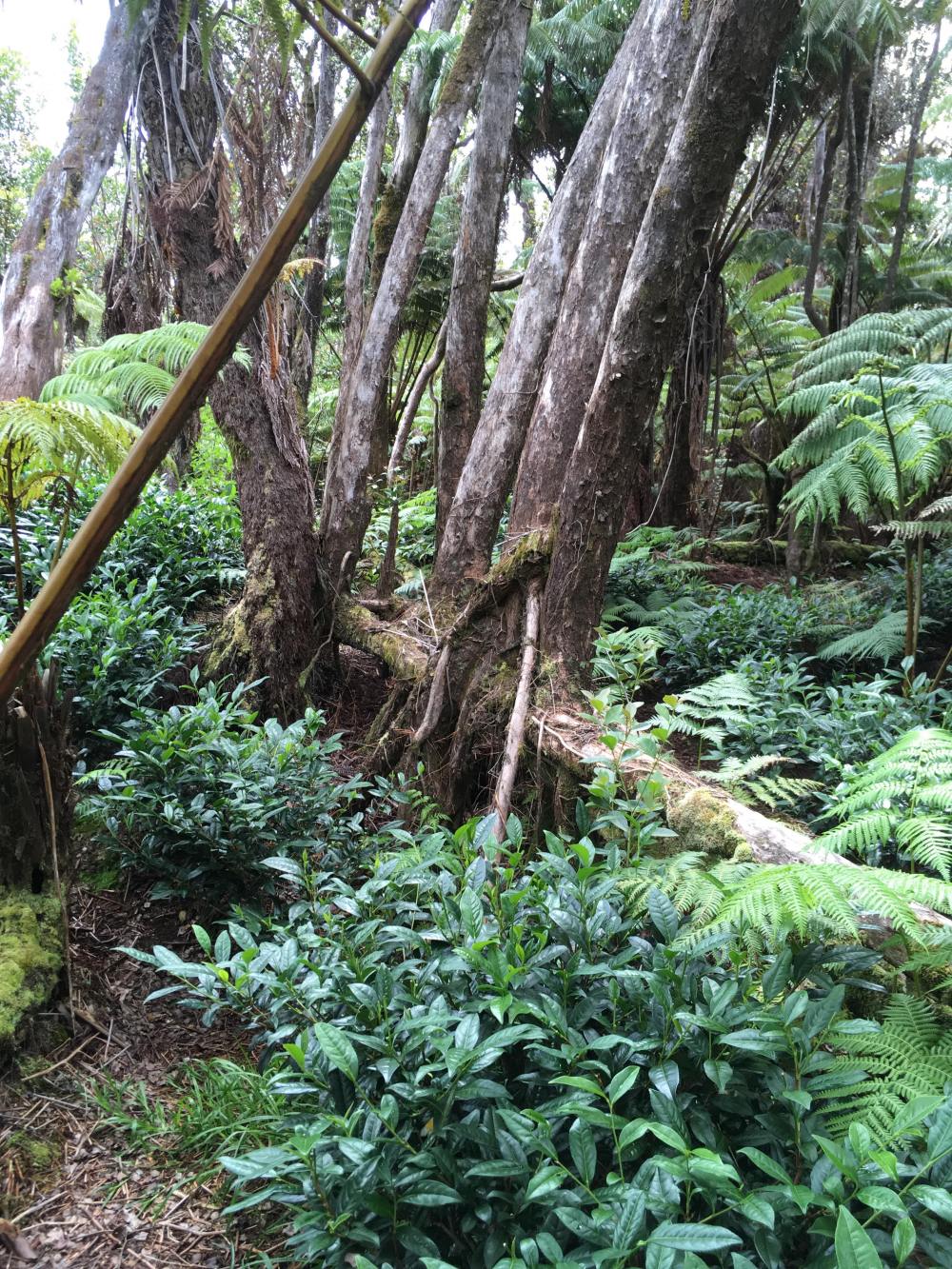 old growth forest and tea bushes