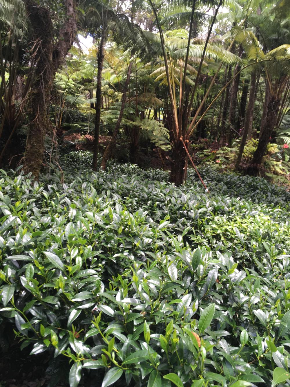 second alarm farm tea hedges