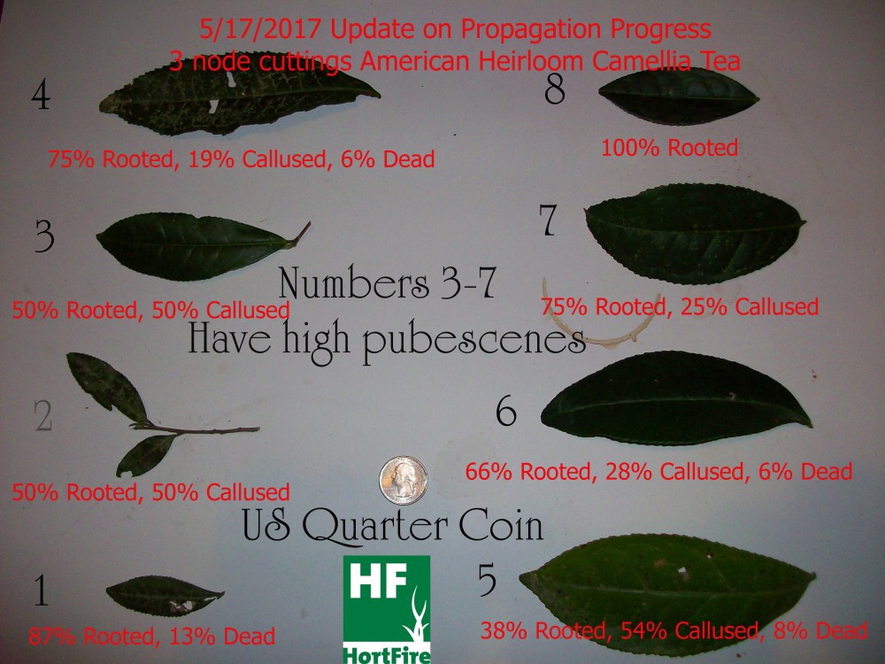 Tea propagation update May 2017
